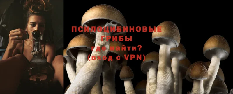 Псилоцибиновые грибы Psilocybe  купить наркоту  Жирновск 